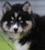 Sparkles, a female Pomsky for sale in Lancaster, OH – 4 of 8