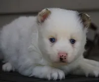 Prince , a male Pomsky for sale in Lancaster, OH – 3 of 4