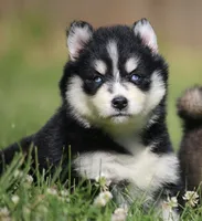 Dallas, a female Pomsky for sale in Lancaster, OH – 1 of 4
