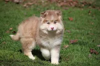 Brandy , a female Pomsky for sale in Lancaster, OH – Photo 3 of 5