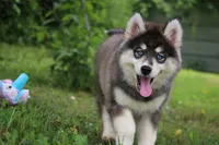Daisy, a female Pomsky for sale in Lancaster, OH – 2 of 4