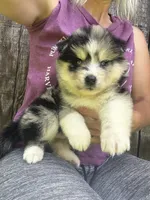 Soeckles, a female Pomsky for sale in Lancaster, OH – 6 of 6