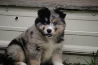 Swirl , a female Pomsky for sale in Lancaster, OH – 2 of 5