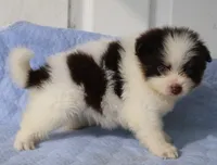 Nugget, a male Pomsky for sale in Lancaster, OH – 4 of 9