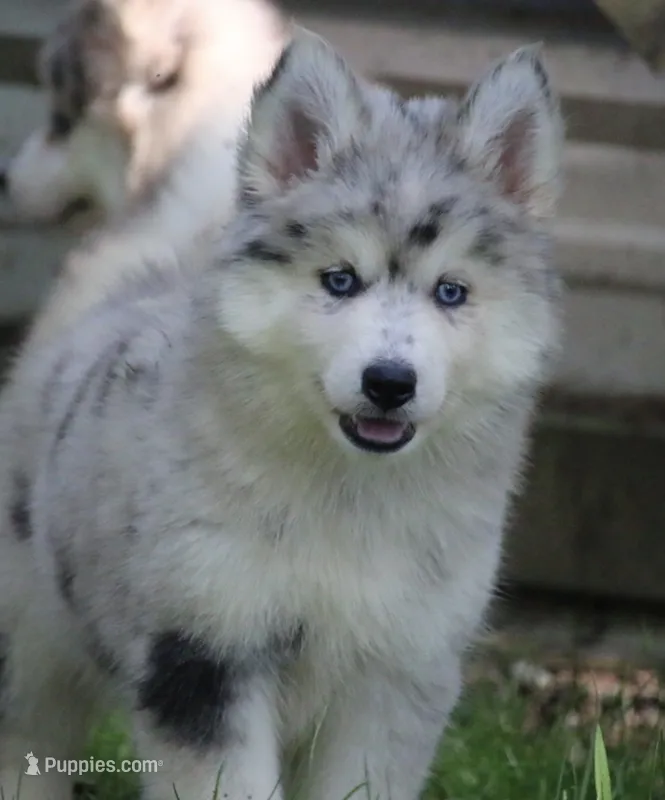 Skippy – Pomsky puppy for sale in Lancaster, OH