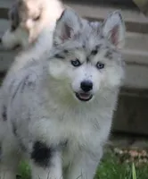Skippy, a male Pomsky for sale in Lancaster, OH – 1 of 9