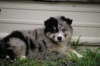 Swirl , a female Pomsky for sale in Lancaster, OH – 4 of 5