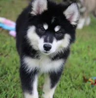 Dash , a male Pomsky for sale in Lancaster, OH – 6 of 10