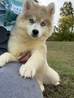Angel, a female Pomsky for sale in Lancaster, OH – 2 of 5