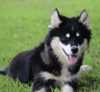 Dash , a male Pomsky for sale in Lancaster, OH – 5 of 9