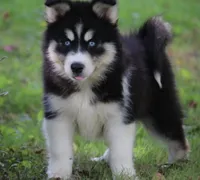Shayla , a female Pomsky for sale in Lancaster, OH – 3 of 5