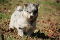 Spanky, a male Pomsky for sale in Lancaster, OH – 2 of 5