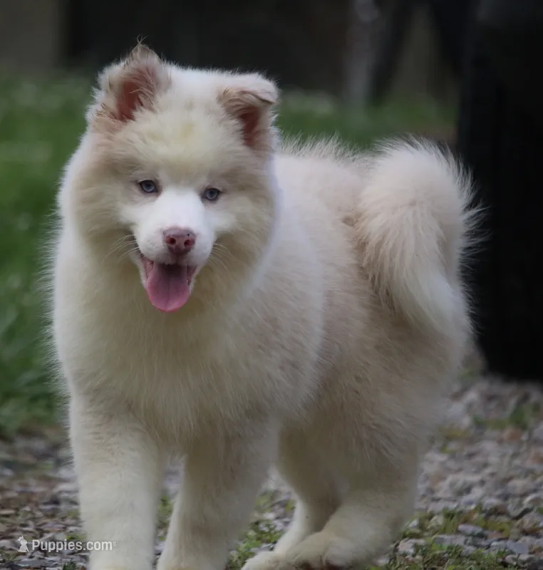 Max – Pomsky puppy for sale in Lancaster, OH