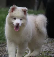 Max, a male Pomsky for sale in Lancaster, OH – 1 of 10