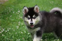 Destinee, a female Pomsky for sale in Lancaster, OH – 4 of 6