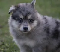 Spunky , a male Pomsky for sale in Lancaster, OH – 4 of 5