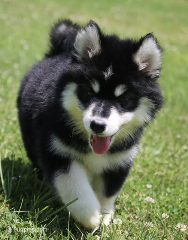 Dash  – Pomsky puppy for sale in Lancaster, OH