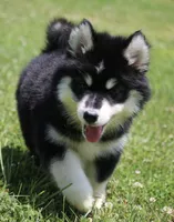 Dash , a male Pomsky for sale in Lancaster, OH – 5 of 10