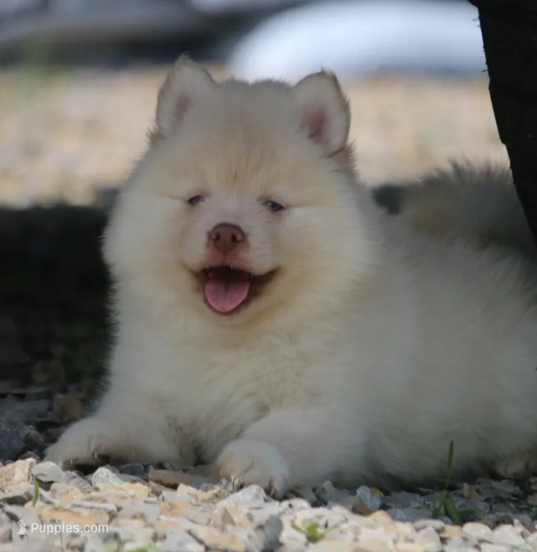 Cotton – Pomsky puppy for sale in Lancaster, OH