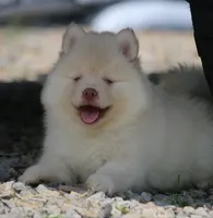 Cotton, a female Pomsky for sale in Lancaster, OH – 4 of 10