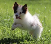 True, a female Pomsky for sale in Lancaster, OH – 4 of 4