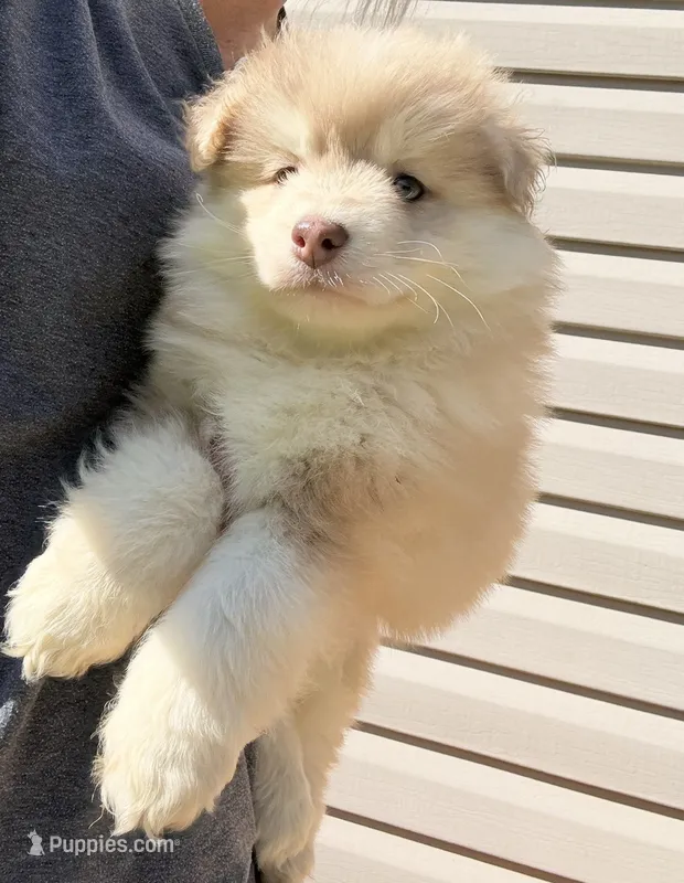 Hunny  – Pomsky puppy for sale in Lancaster, OH