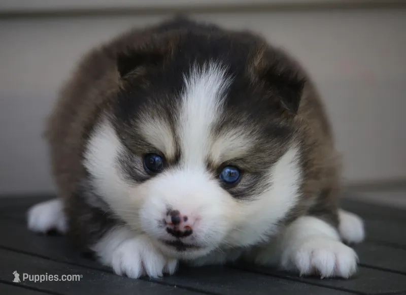 Paddington  – Pomsky puppy for sale in Lancaster, OH