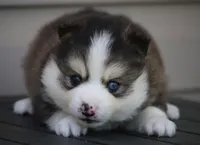 Paddington , a male Pomsky for sale in Lancaster, OH – 1 of 3