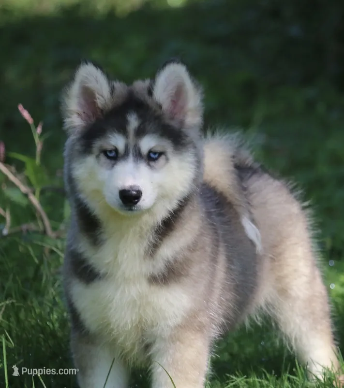 Alpha – Pomsky puppy for sale in Lancaster, OH