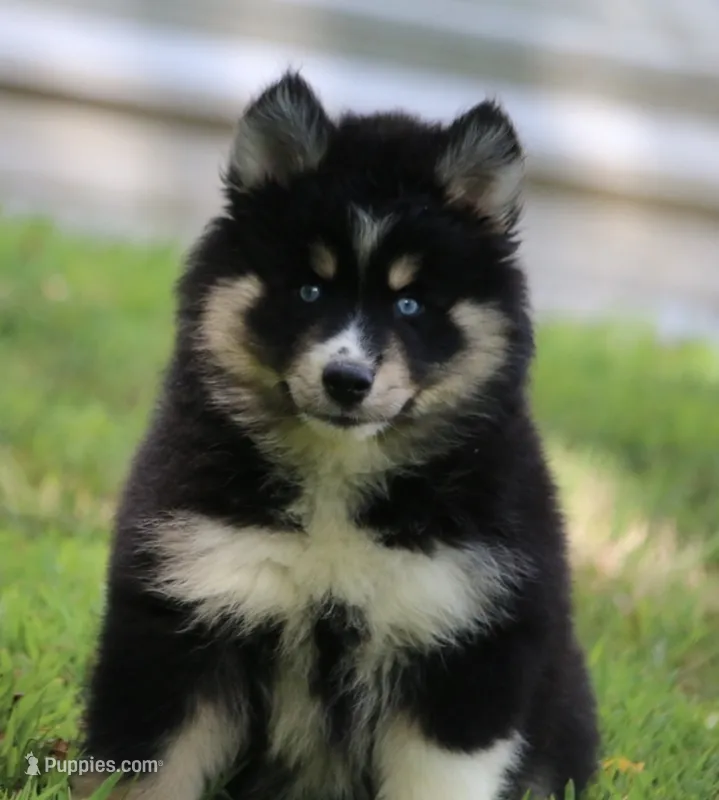 Sparkles – Pomsky puppy for sale in Lancaster, OH