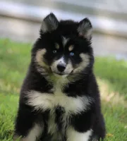 Sparkles, a female Pomsky for sale in Lancaster, OH – 1 of 8