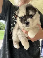 Bliss , a female Pomsky for sale in Lancaster, OH – 2 of 6