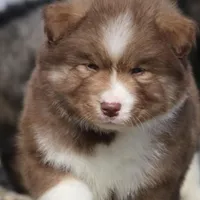 Brown, a male Pomsky for sale in Lancaster, OH – Photo 7 of 9