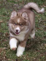 Brown, a male Pomsky for sale in Lancaster, OH – Photo 4 of 10