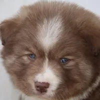 Brown, a male Pomsky for sale in Lancaster, OH – Photo 6 of 9