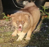Brown, a male Pomsky for sale in Lancaster, OH – 9 of 10