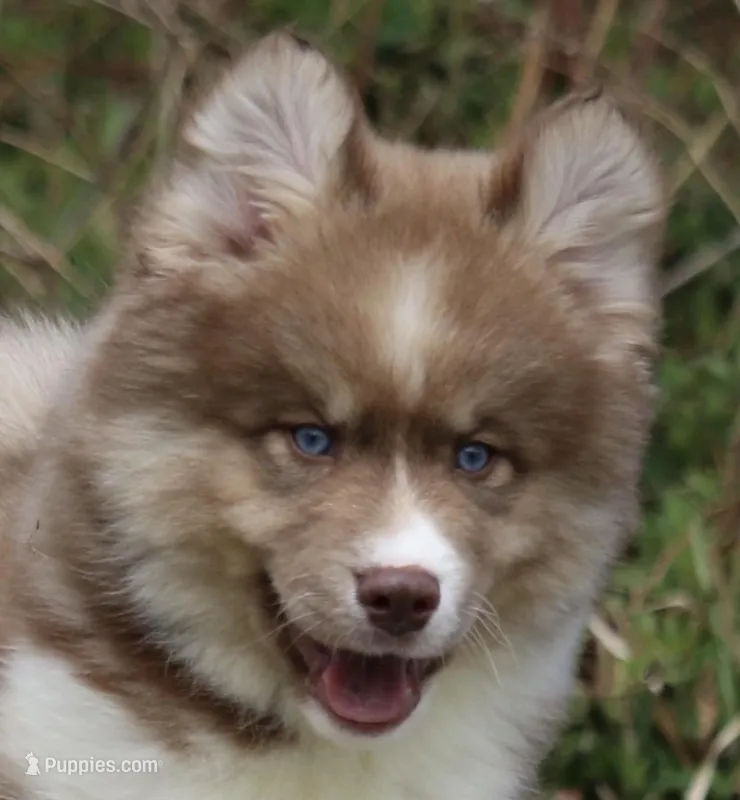 Brown – Pomsky puppy for sale in Lancaster, OH