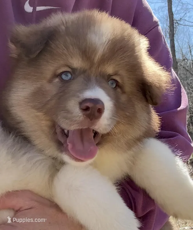 Brown – Pomsky puppy for sale in Lancaster, OH