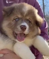 Brown, a male Pomsky for sale in Lancaster, OH – Photo 1 of 9