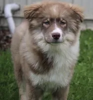 Brown, a male Pomsky for sale in Lancaster, OH – 3 of 10