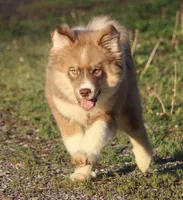 Brown, a male Pomsky for sale in Lancaster, OH – 7 of 10