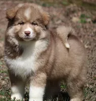 Brown, a male Pomsky for sale in Lancaster, OH – Photo 2 of 9