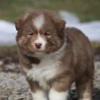 Brown, a male Pomsky for sale in Lancaster, OH – Photo 9 of 9