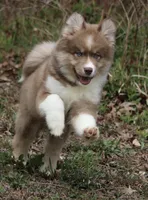 Brown, a male Pomsky for sale in Lancaster, OH – Photo 6 of 10