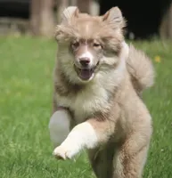 Brown, a male Pomsky for sale in Lancaster, OH – 5 of 10