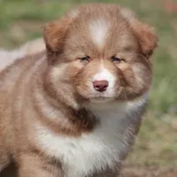 Brown, a male Pomsky for sale in Lancaster, OH – Photo 4 of 9