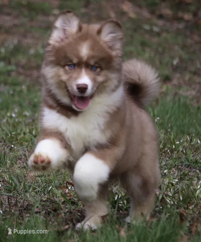 Brown – Pomsky puppy for sale in Lancaster, OH