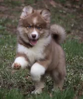 Brown, a male Pomsky for sale in Lancaster, OH – Photo 1 of 10