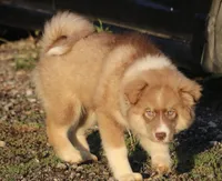 Brown, a male Pomsky for sale in Lancaster, OH – 8 of 10