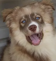 Brown, a male Pomsky for sale in Lancaster, OH – 6 of 10